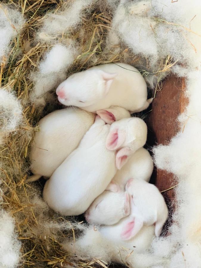 فيلا Eco Farm بنغالور المظهر الخارجي الصورة