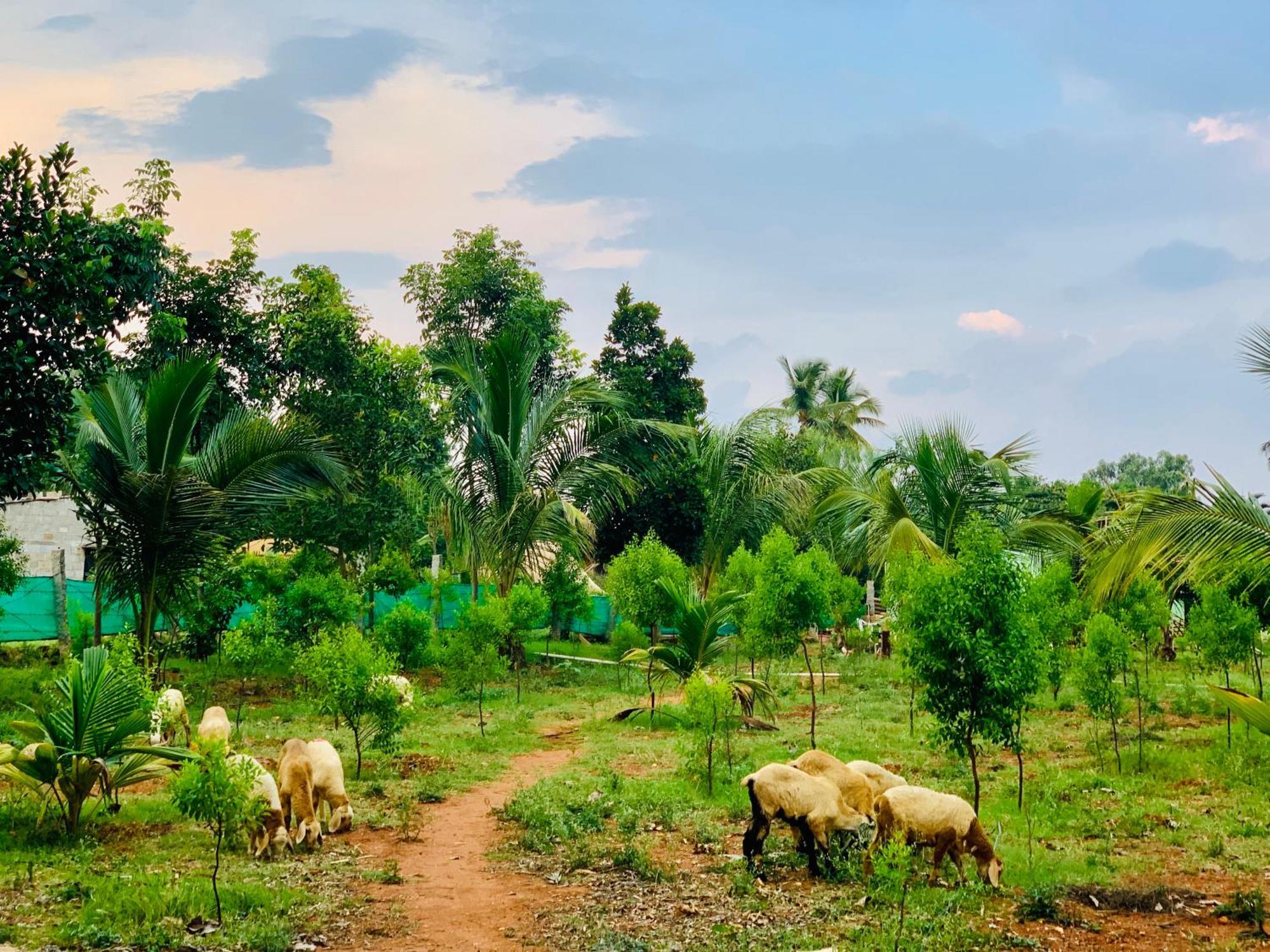 فيلا Eco Farm بنغالور المظهر الخارجي الصورة